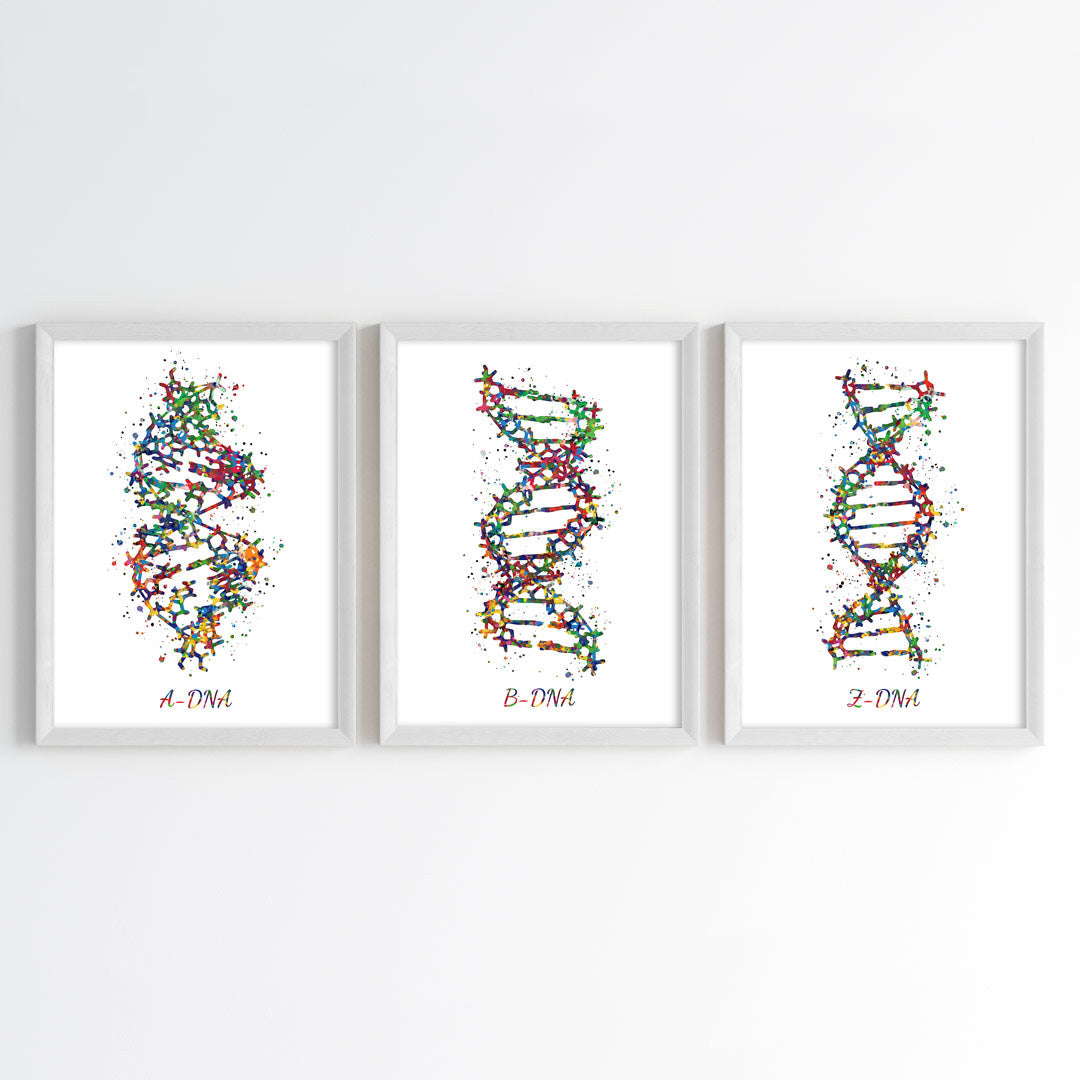 DNA Structures Watercolor Wall Art (Framed Set of 3)