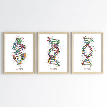 DNA Structures Watercolor Wall Art (Framed Set of 3)