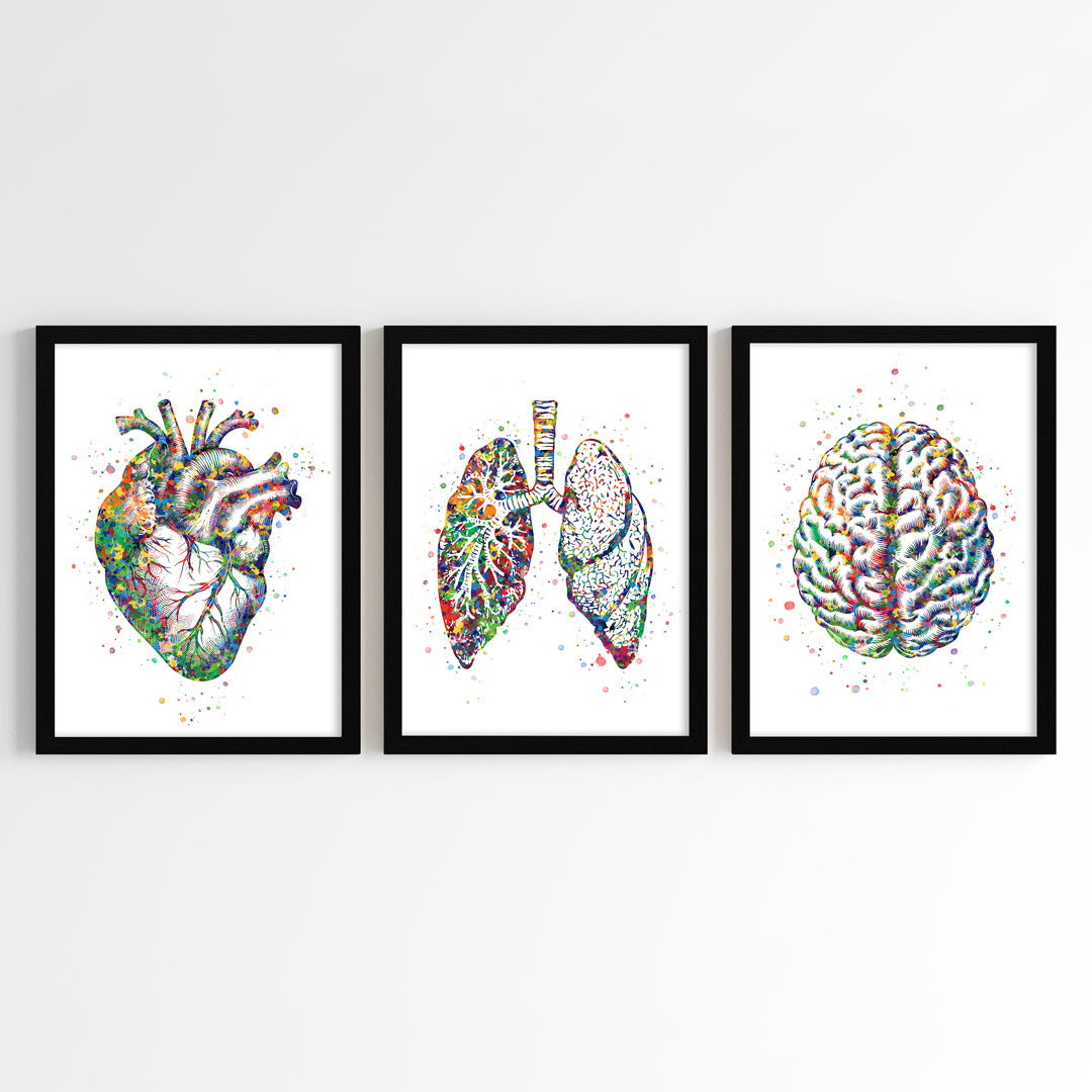 Human Anatomy Watercolor Art (Framed Set of 3)