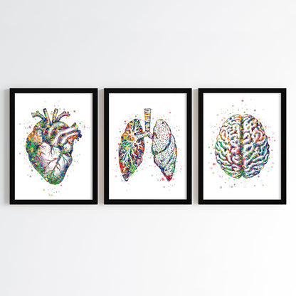 Human Anatomy Watercolor Art (Framed Set of 3)