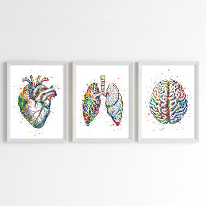 Human Anatomy Watercolor Art (Framed Set of 3)