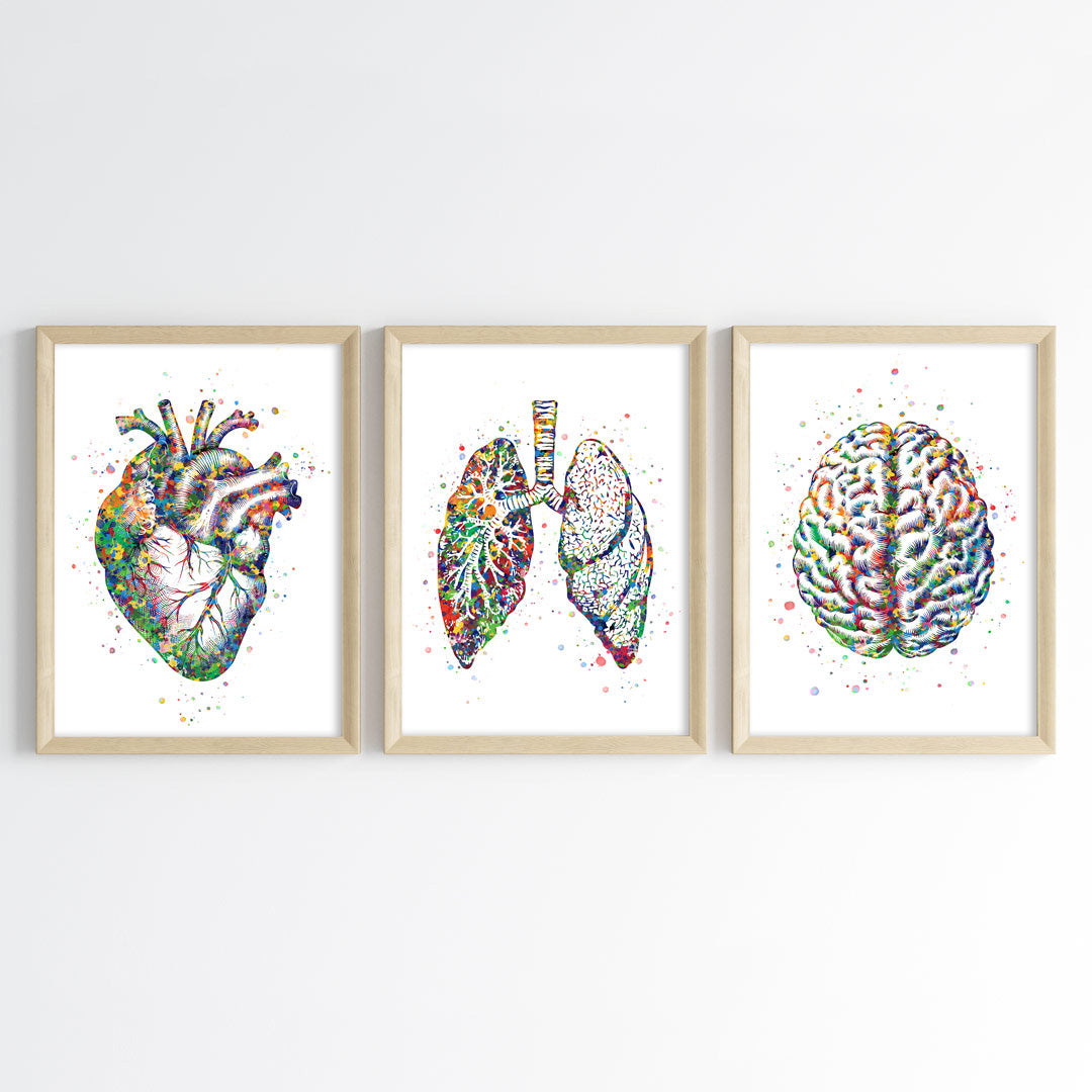 Human Anatomy Watercolor Art (Framed Set of 3)