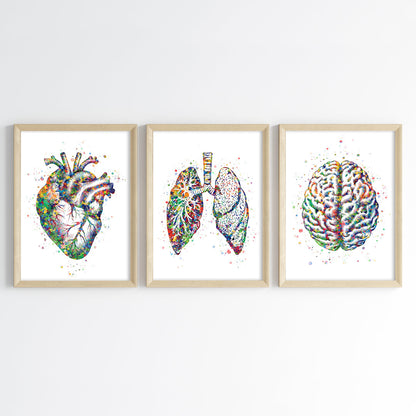 Human Anatomy Watercolor Art (Framed Set of 3)
