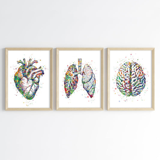 Human Anatomy Watercolor Art (Framed Set of 3)